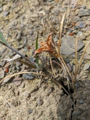 Crocus angustifolius