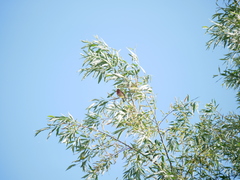 Carpodacus erythrinus