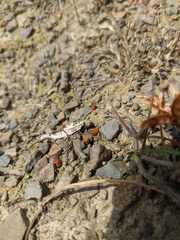 Crocus angustifolius