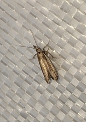 Tampa dimediatella