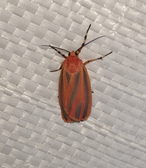 Hypoprepia miniata