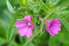 Geranium dissectum
