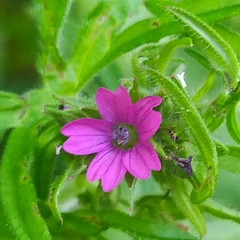 Geranium dissectum