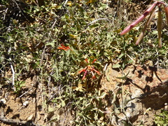 Monardella macrantha