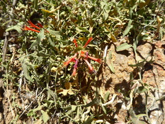 Monardella macrantha