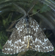 Athroolopha pennigeraria