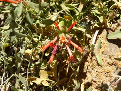 Monardella macrantha
