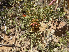 Monardella macrantha