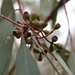 Eucalyptus largiflorens - Photo (c) Wayne Martin, algunos derechos reservados (CC BY-NC), uploaded by Wayne Martin