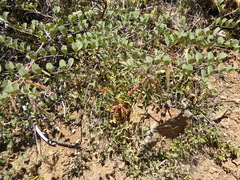 Monardella macrantha
