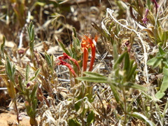 Monardella macrantha