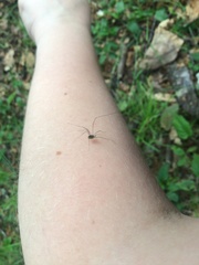 Leiobunum aldrichi