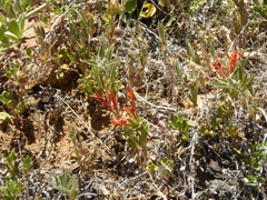 Monardella macrantha