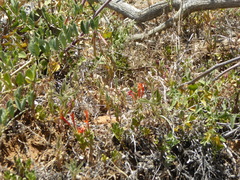 Monardella macrantha