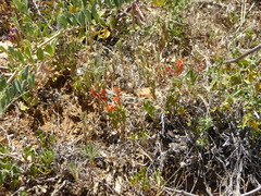 Monardella macrantha