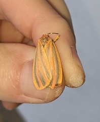 Hypoprepia miniata