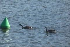 Branta canadensis