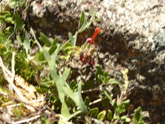 Monardella macrantha