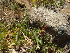 Monardella macrantha