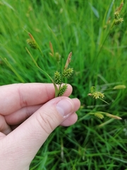 Carex pallescens