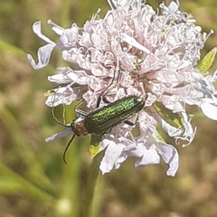 Anogcodes seladonius