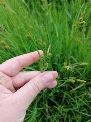 Carex pallescens