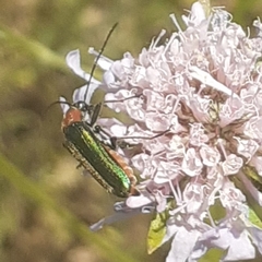 Anogcodes seladonius