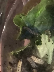Yponomeuta malinellus