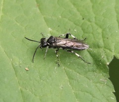 Macrophya alboannulata