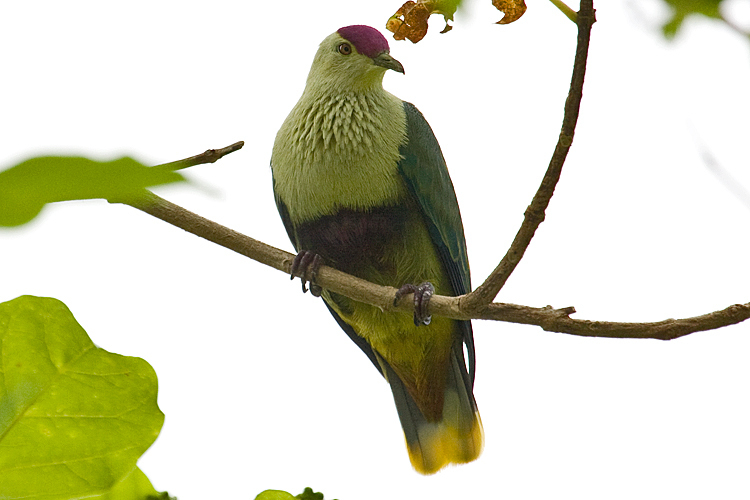 Purple-capped Fruit-Dove (Ptilinopus ponapensis) photo