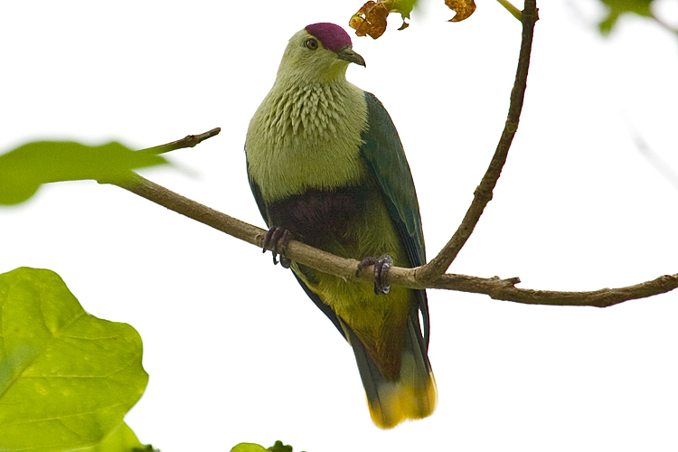 Purple-capped Fruit-Dove illustration