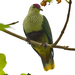 Purple-capped Fruit Dove - Photo (c) Tony Morris, some rights reserved (CC BY-NC)