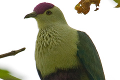 Purple-Capped Fruit Dove photo 2