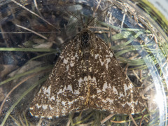 Athroolopha pennigeraria