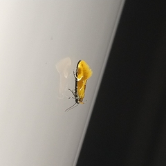 Epicallima formosella