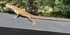 Anolis carolinensis