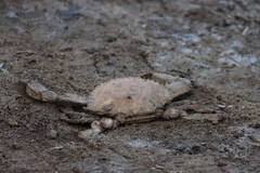 Callinectes arcuatus