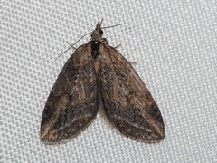 Chesias isabella