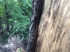 Pseudopolydesmus canadensis