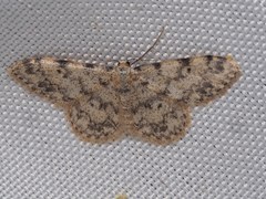 Idaea contiguaria