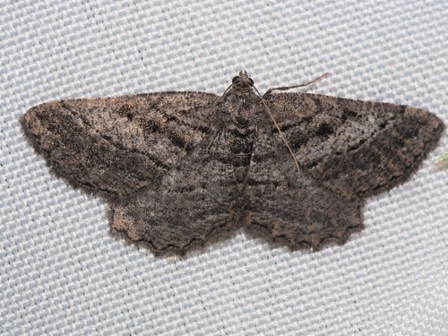 Rhoptria asperaria