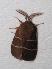 Macrothylacia digramma