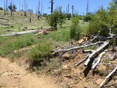 Monardella macrantha