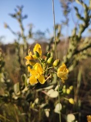Chamaecrista conferta