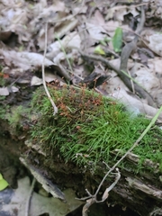Hygroamblystegium
