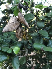 Hydrobasileus brevistylus