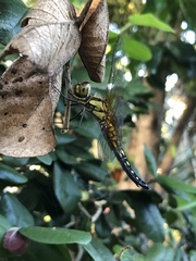 Hydrobasileus brevistylus