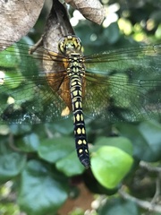 Hydrobasileus brevistylus