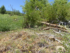 Monardella macrantha