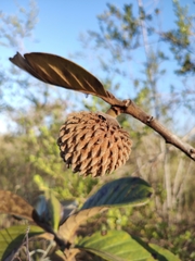 Annona monticola
